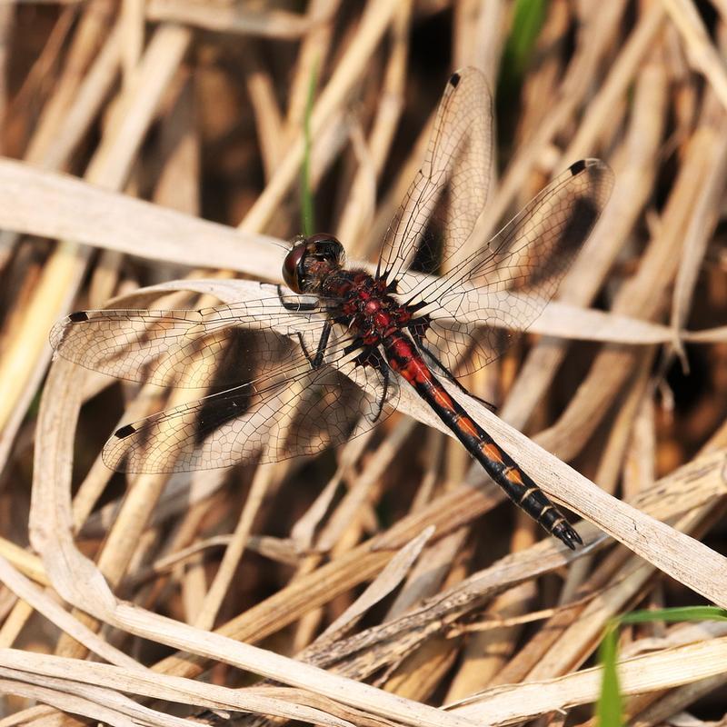 Photo of Hudsonian Whiteface
