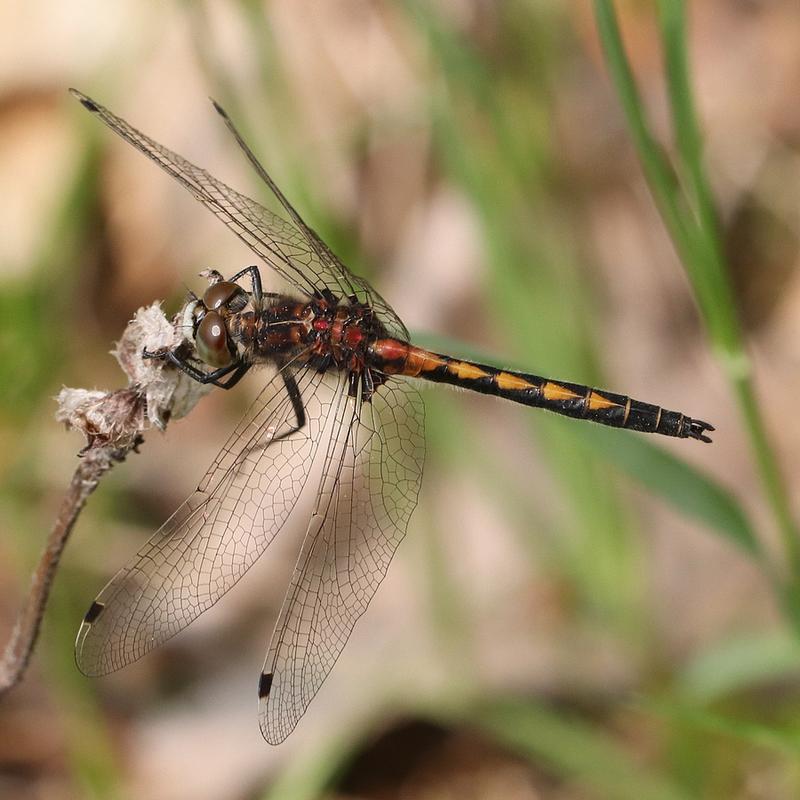 Photo of Hudsonian Whiteface