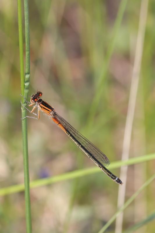 Photo of Eastern Forktail