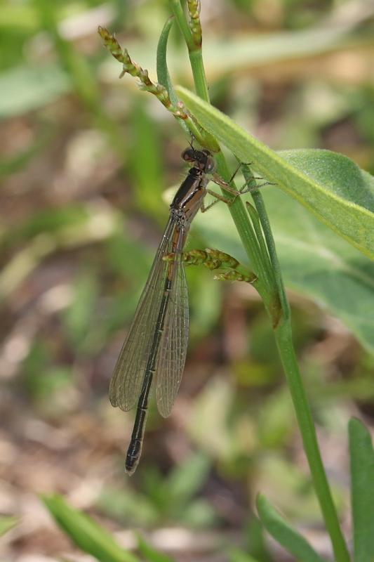 Photo of Eastern Forktail