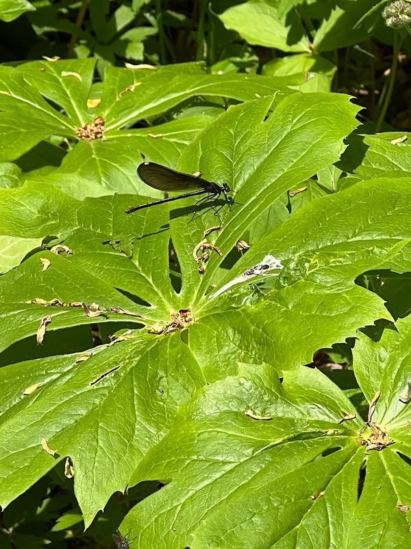 Photo of Ebony Jewelwing
