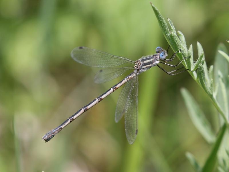 Photo of Southern Spreadwing