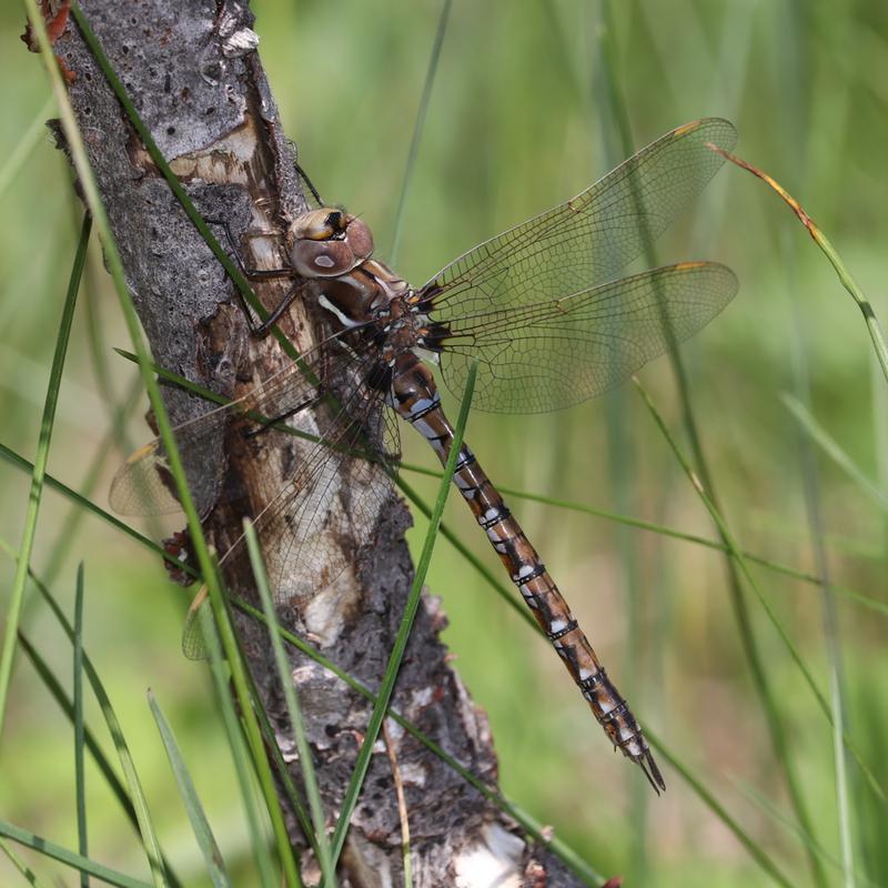 Photo of Springtime Darner