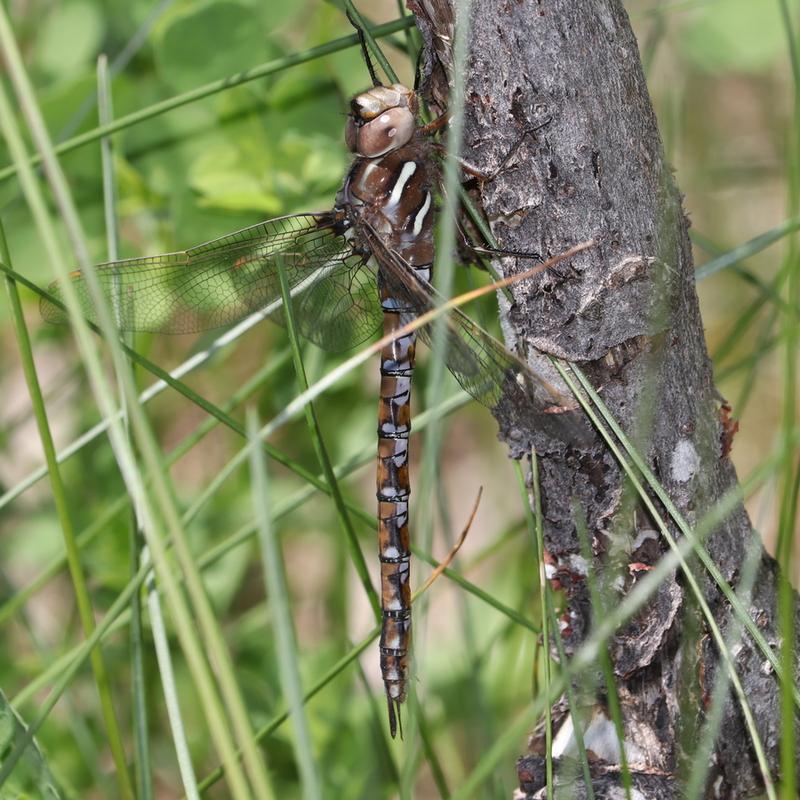 Photo of Springtime Darner