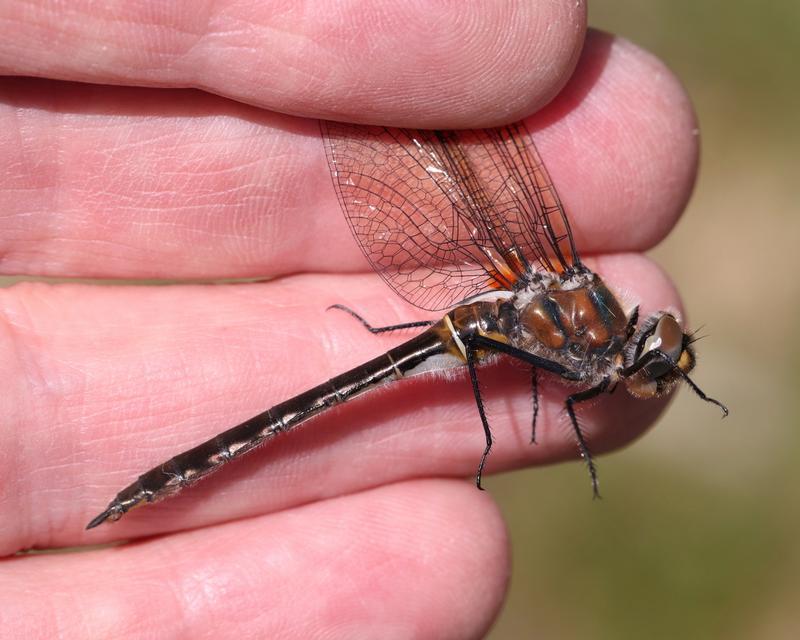 Photo of American Emerald