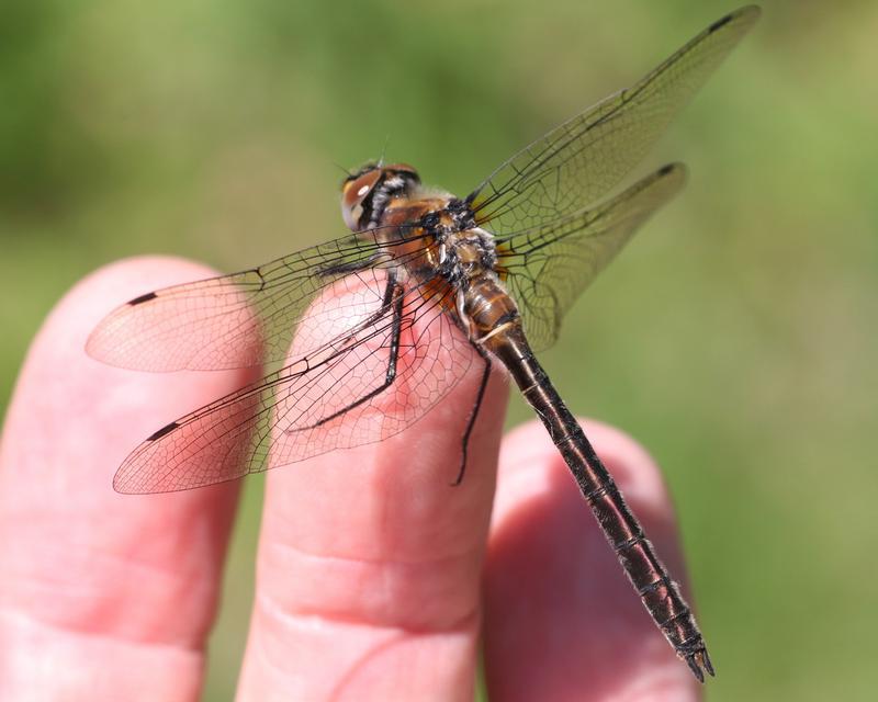 Photo of American Emerald