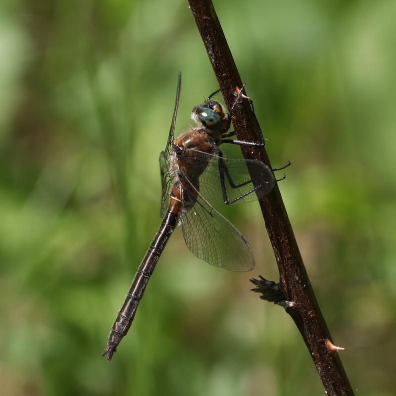 Photo of American Emerald