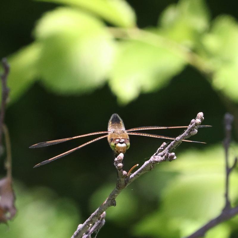 Photo of Four-spotted Skimmer