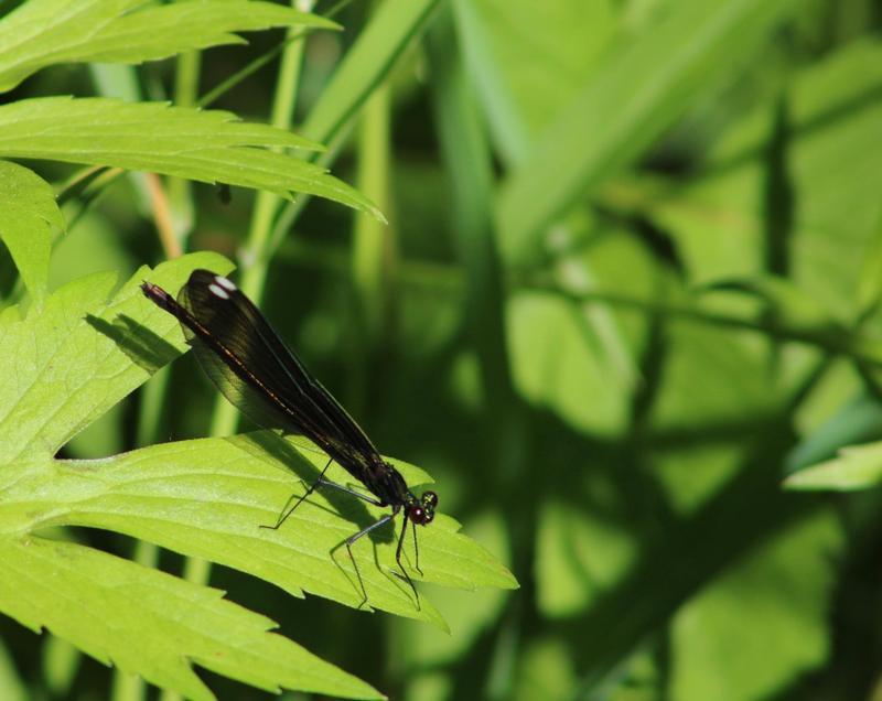 Photo of Ebony Jewelwing