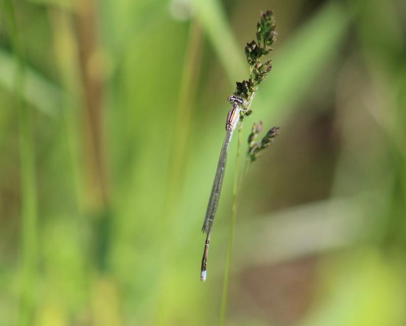 Photo of Vesper Bluet