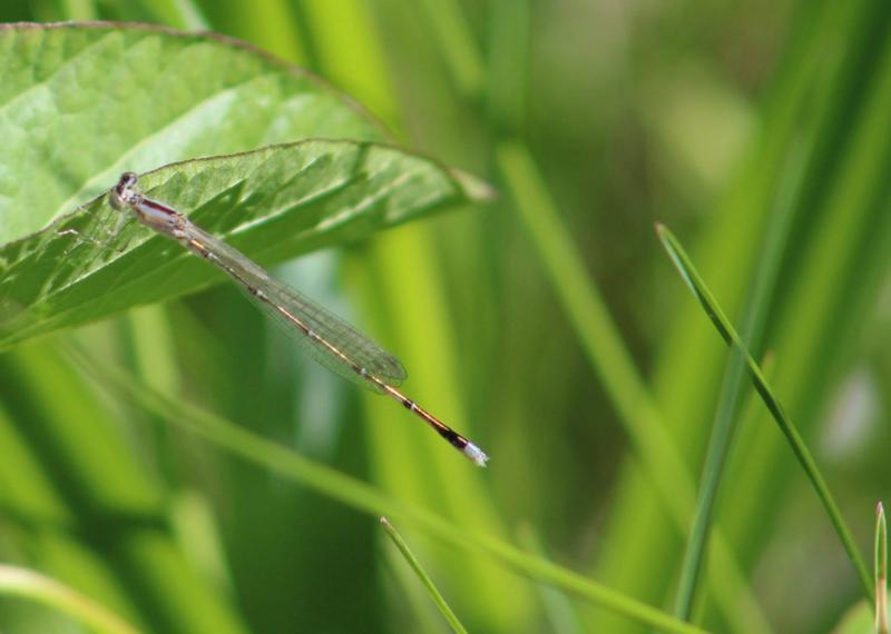 Photo of Vesper Bluet