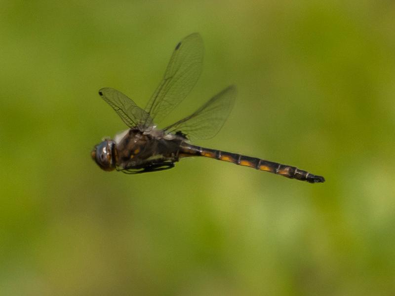 Photo of Beaverpond Baskettail