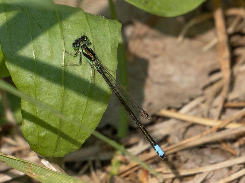 Photo of Eastern Forktail