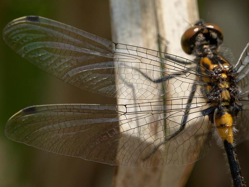 Photo of Belted Whiteface