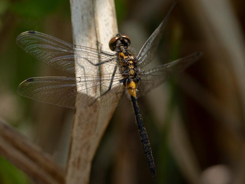 Photo of Belted Whiteface