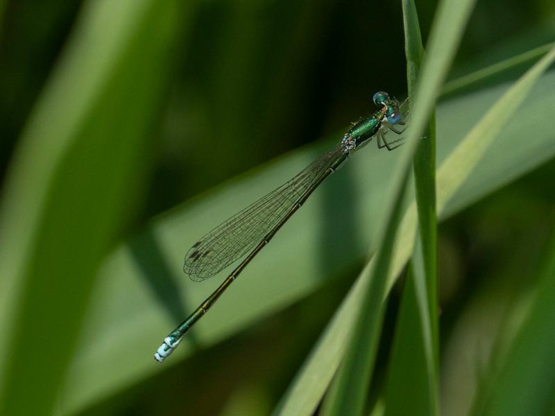 Photo of Sedge Sprite