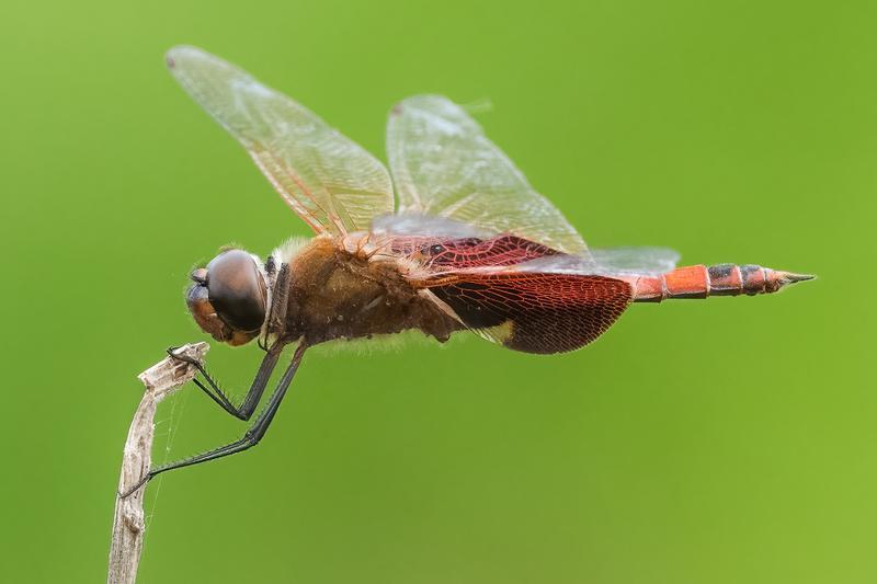 Photo of Carolina Saddlebags