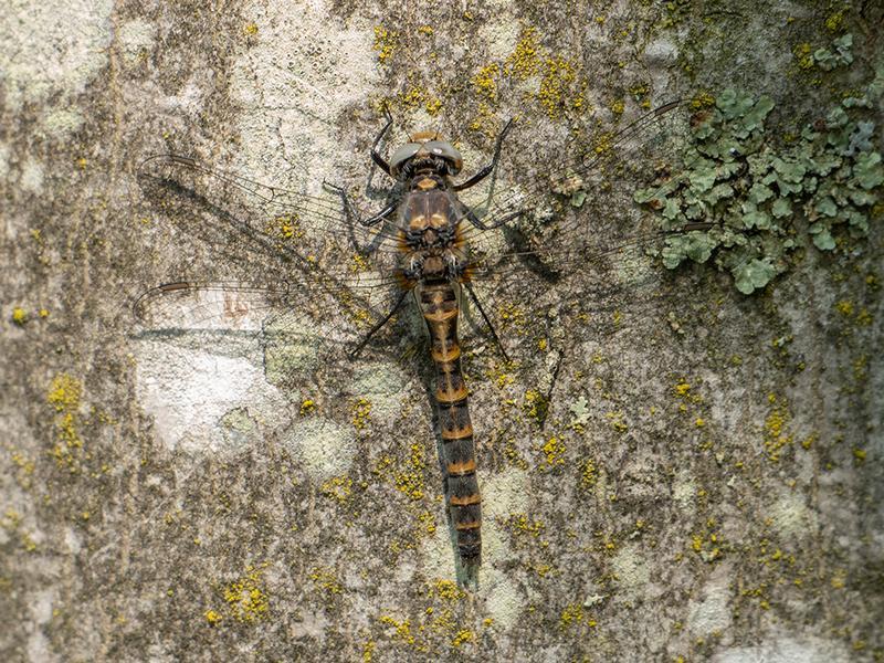 Photo of Ringed Boghaunter