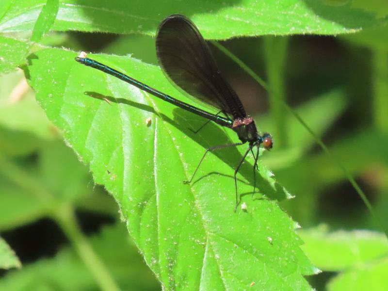 Photo of Ebony Jewelwing
