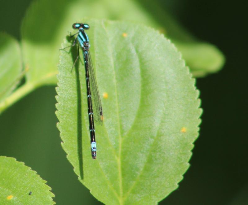 Photo of Skimming Bluet