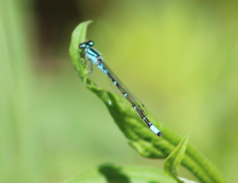 Photo of Skimming Bluet