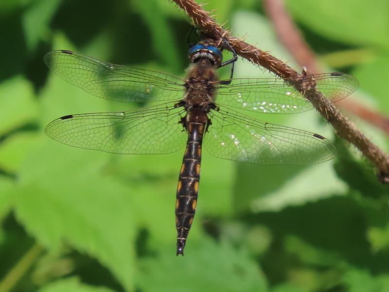 Photo of Beaverpond Baskettail