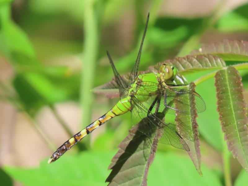 Photo of Eastern Pondhawk