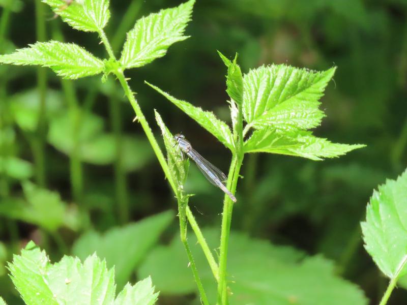 Photo of Eastern Forktail