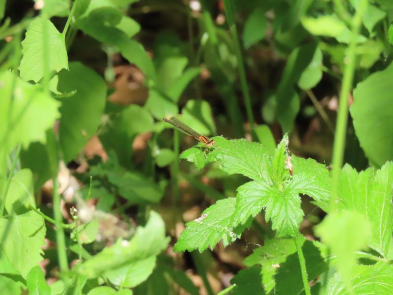 Photo of Eastern Forktail