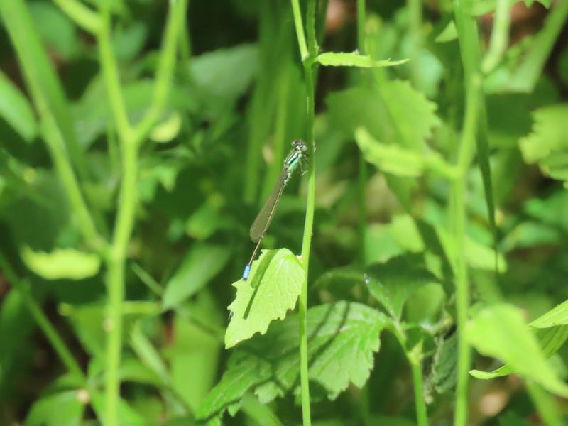 Photo of Eastern Forktail