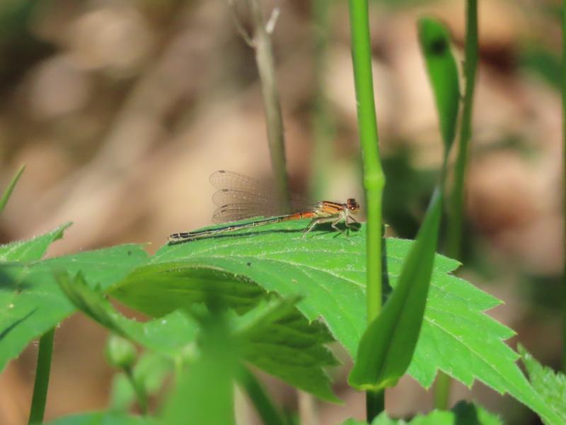 Photo of Eastern Forktail