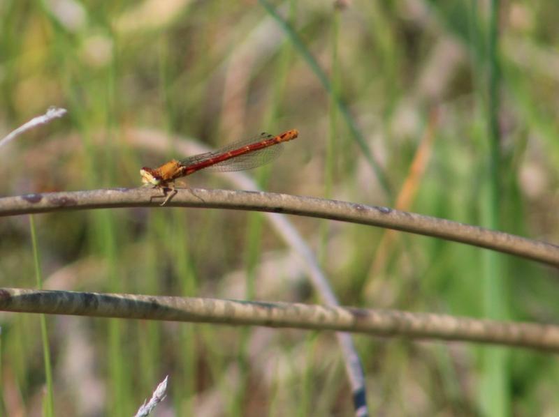 Photo of Western Red Damsel