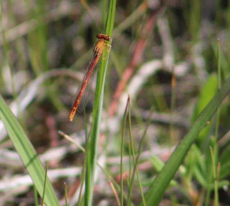 Photo of Western Red Damsel