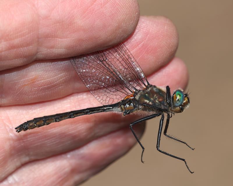 Photo of American Emerald
