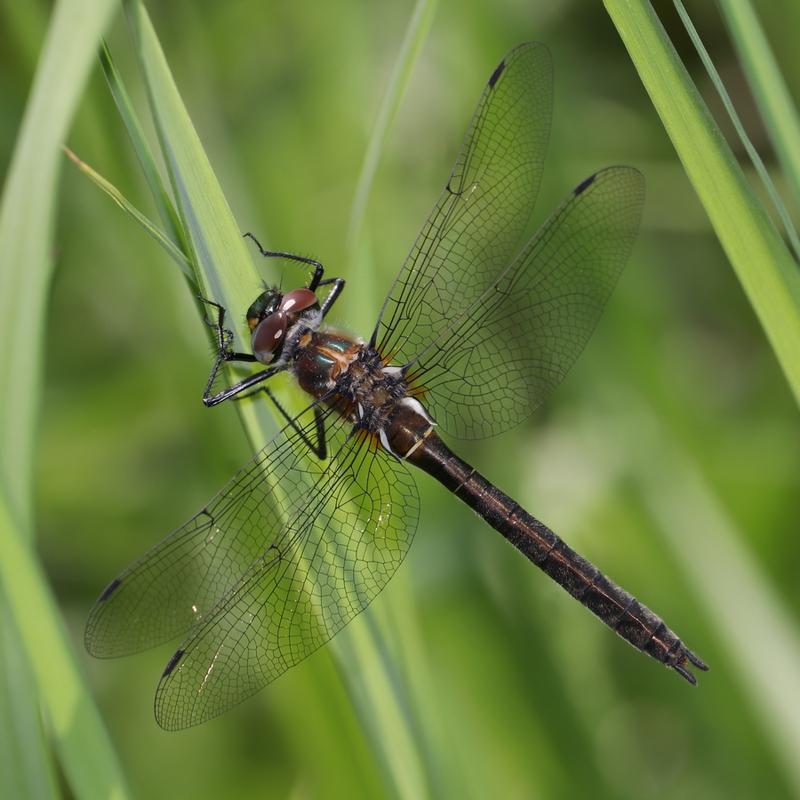 Photo of American Emerald