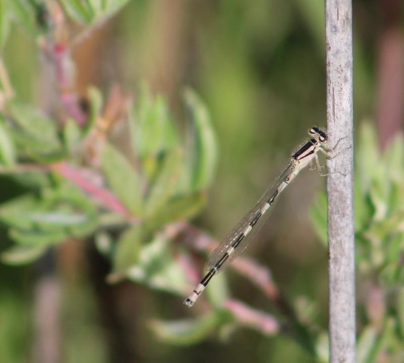 Photo of Tule Bluet