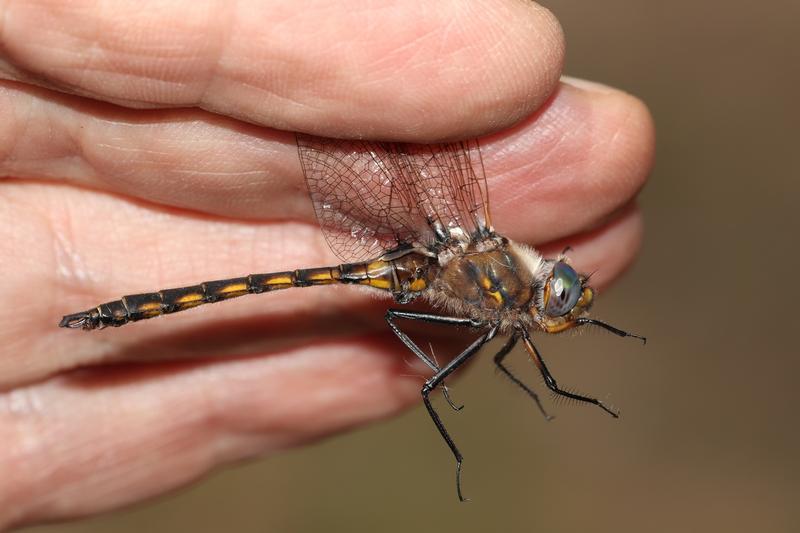 Photo of Beaverpond Baskettail