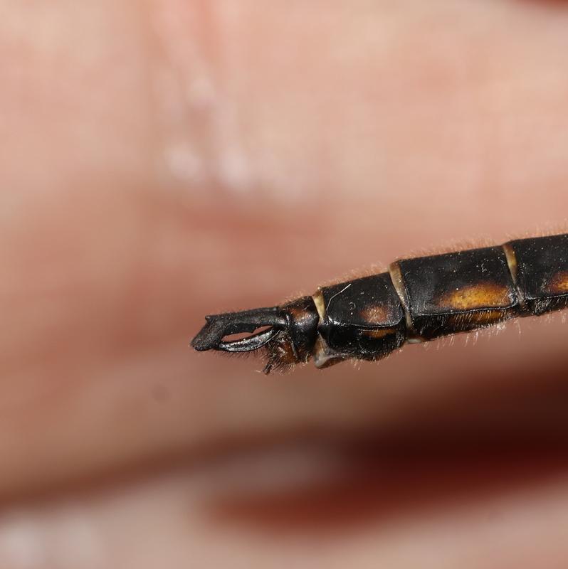 Photo of Beaverpond Baskettail