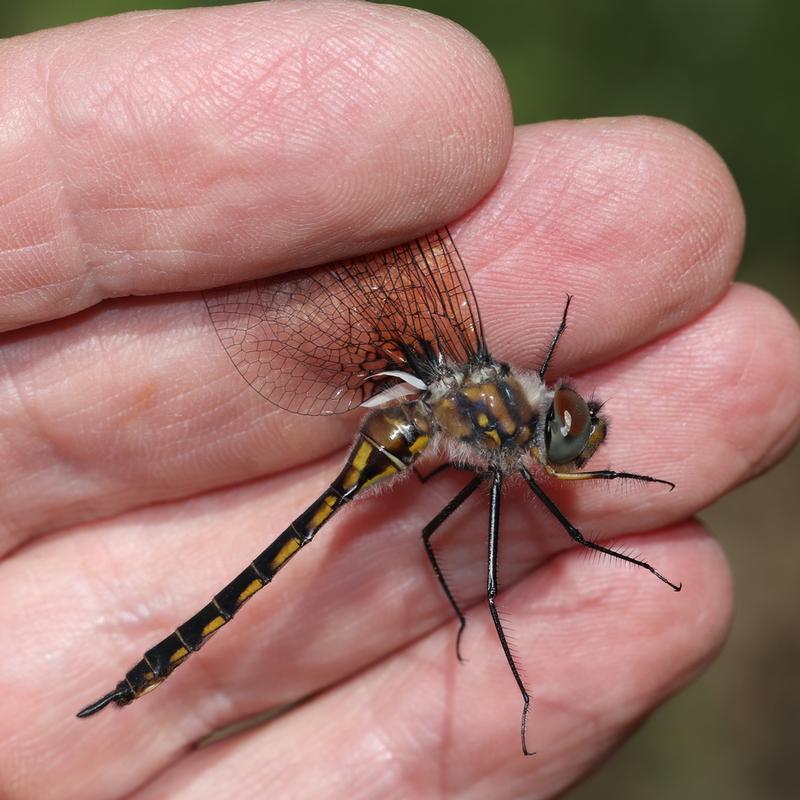 Photo of Spiny Baskettail