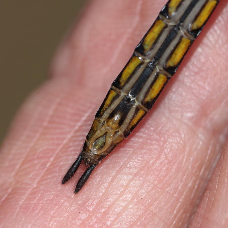 Photo of Spiny Baskettail
