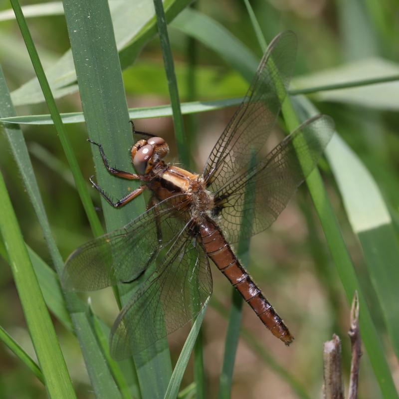 Photo of Chalk-fronted Corporal
