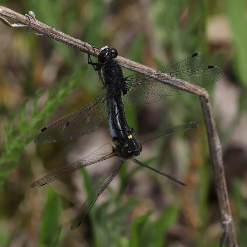 Photo of Dot-tailed Whiteface