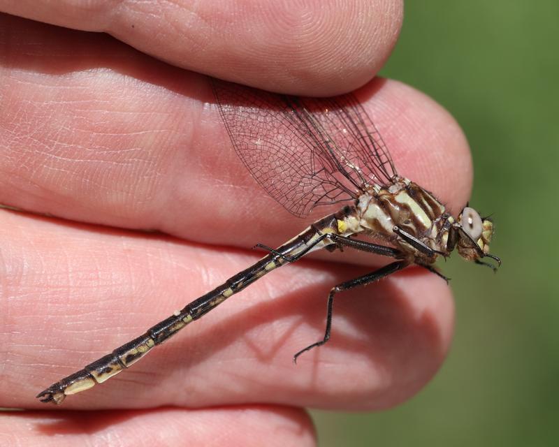 Photo of Dusky Clubtail