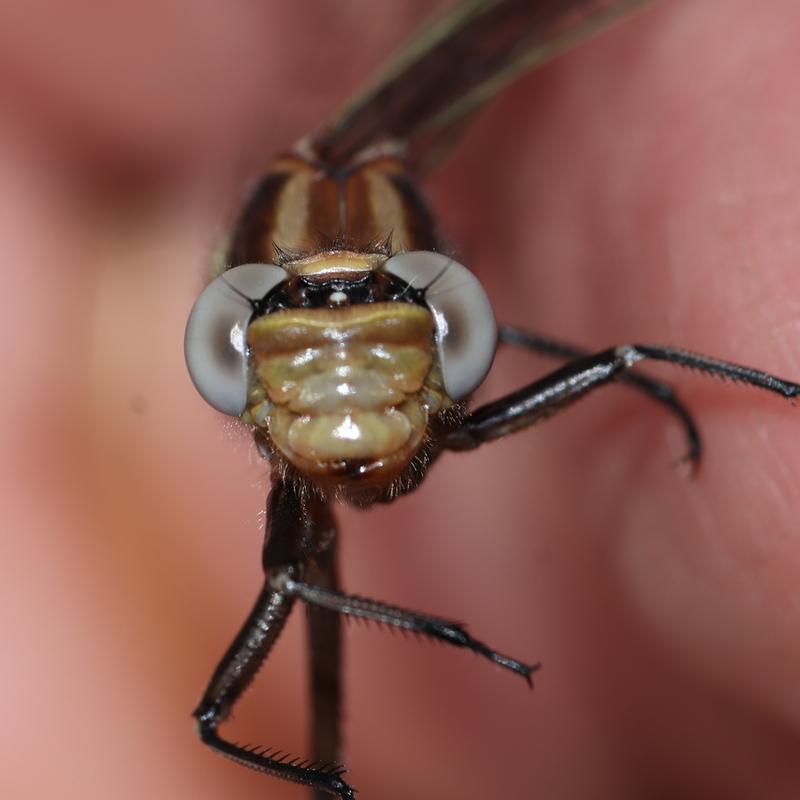 Photo of Dusky Clubtail