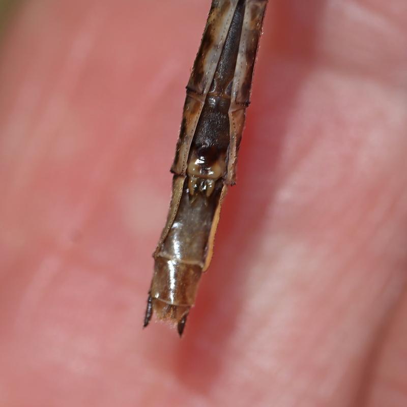 Photo of Dusky Clubtail
