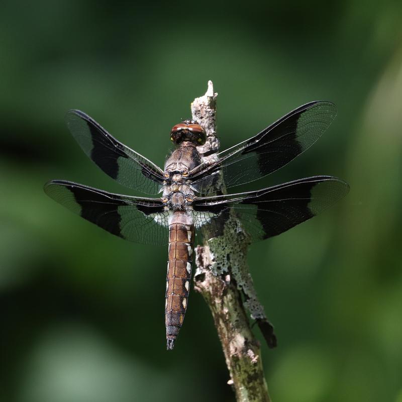 Photo of Common Whitetail