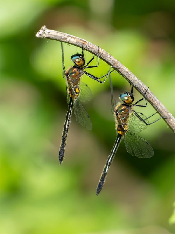 Photo of Racket-tailed Emerald