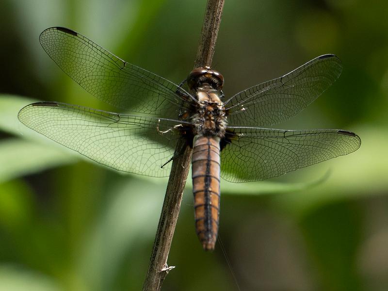 Photo of Chalk-fronted Corporal