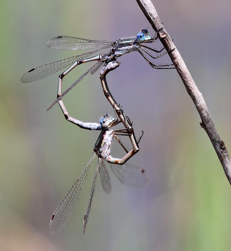 Photo of Southern Spreadwing