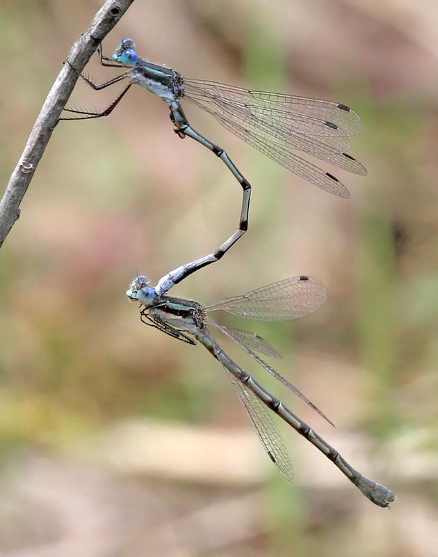 Photo of Southern Spreadwing